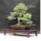 Pinus pentaphylla ref:130901910