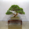 Juniperus chinensis itoigawa ref 10100191