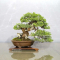 VENDU juniperus chinensis itoigawa ref 18050184