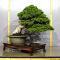 juniperus chinensis itoigawa ref:10100198