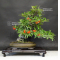 pyracantha angustifolia ref:10100181