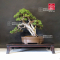 juniperus chinensis itoigawa ref:16090193