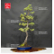 Pinus pentaphylla ref:16090197