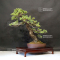 VENDU Pinus pentaphylla 18090195