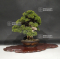 VENDU Juniperus chinensis itoigawa ref :18120194