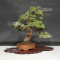 Juniperus chinensis itoigawa ref :18120195