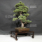 Pinus pentaphylla ref: 06030193