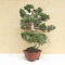 VENDU juniperus chinensis itoigawa ref 01050203