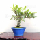 VENDU Pyracantha angustifolia ref:03050205