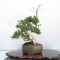 juniperus chinensis itoigawa ref:04050201
