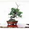 VENDU juniperus chinensis itoigawa 05050206