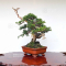juniperus chinensis itoigawa 05050207