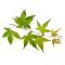 Acer PALMATUM set of 50 trees