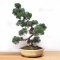 VENDU juniperus chinensis itoigawa ref 09050208
