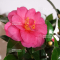 camelia japonica ref 13110201