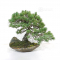VENDU Pinus pentaphylla 6110202