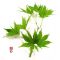 EPUISE Graines d'acer palmatum AO MESHIME NO UCHI