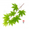 Graines d'Acer shirasawanum isis