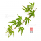 graines d'acer palmatum tennyo no hoshi