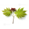 graines d'acer japonicum o taki