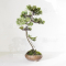 VENDU juniperus chinensis itoigawa ref 01050201