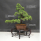 Juniperus chinensis itoigawa ref 12060207