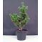 Pinus parviflora ssp. pentaphylla glauca pot 4 lit