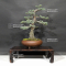 VENDU Pinus pentaphylla du Japon ref : 06030204