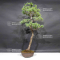 Pinus pentaphylla 19050206