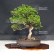 juniperus chinensis itoigawa ref 060502127
