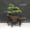 juniperus chinensis itoigawa 12060208