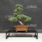 Juniperus chinensis itoigawa 12060209