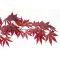 ACER  palmatum 'Atropurpureum' de bouture en godet