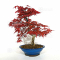 VENDU Acer palmatum deshojo 16040215