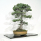 Pinus parviflora ref: 110202124