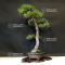 Pinus pentaphylla ref:25060215