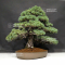 Pinus pentaphylla ref: 02070217