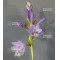 Hosta Lakeside breaking news