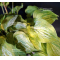 Hosta Silver threads and golden needles