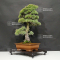 Pinus pentaphylla 22050205