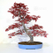 Acer palmatum deshojo23040212
