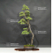 Pinus pentaphylla 20060202