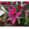 rhodohypoxis "pink shot" pot 1,4 litre