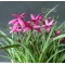 rhodohypoxis "donald man" pot 1,4 litre