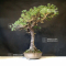 VENDU Pinus pentaphylla du Japon ref :17090212