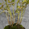 VENDU carpinus turczaninowii 10090212