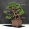 juniperus chinensis itoigawa 5110212