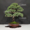 VENDU Pinus pentaphylla kokonoe 5110213