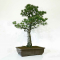 Pinus pentaphylla 24010224