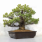 Pinus pentaphylla du Japon ref : 18020222